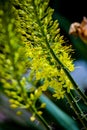 Narrow leaved foxtail lily Eremurus stenophyllus