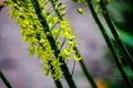 Narrow leaved foxtail lily Eremurus stenophyllus