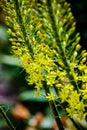 Narrow leaved foxtail lily Eremurus stenophyllus