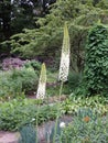 Narrow-leaved foxtail lily during flowering