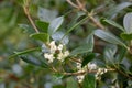 Narrow-leaved mock privet Phillyrea angustifolia fragrant creamy-white flowers