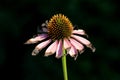 Narrow-leaved purple coneflower or Blacksamson echinacea bright purple perennial blooming flower with partially dried petals Royalty Free Stock Photo