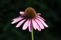 Narrow-leaved purple coneflower or Blacksamson echinacea bright purple perennial blooming flower surrounded with green leaves Royalty Free Stock Photo