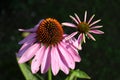 Narrow-leaved purple coneflower or Blacksamson echinacea two bright purple perennial flowers surrounded with green leaves on warm Royalty Free Stock Photo