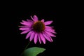 Narrow-leaved purple coneflower or Echinacea angustifolia or Blacksamson echinacea bright purple perennial flower, isoalted on Royalty Free Stock Photo