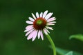 Narrow-leaved purple coneflower or Echinacea angustifolia bright purple perennial flower starting to open and bloom with spiky Royalty Free Stock Photo