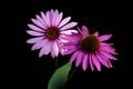 Narrow-leaved purple coneflowers or Echinacea angustifolia or Blacksamson echinacea bright purple perennial flowers, isoalted on Royalty Free Stock Photo