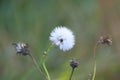Narrow leaved ragwood blowball closeup view with blurred background