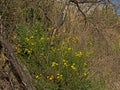 Narrow-leaved ragwort flowers in the dunes