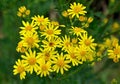 Narrow-leaved Ragwort - Senecio inaequidens