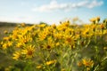 Narrow-leaved ragwort (Senecio Inaequidens). Close-up of yellow