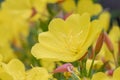 Narrow-leaf evening primrose Oenothera fruticosa, close-up flower