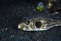 Narrow Lined Pufferfish Arothron manilensis