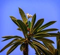 Narrow, long, green leaves of a palm tree plant against a blue s