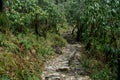 Narrow long trekking pathway made of rocks in the forest at Mardi Himal trek