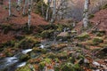 Narrow mountain river flowing among the mossy rocks in a beautiful beech forest with autumn colours Royalty Free Stock Photo