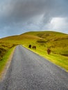 Narrow mountain road ascends lonely. Horses graze on green pastures. French Pyrenees, Camino de Santiago Royalty Free Stock Photo