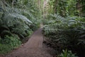 Narrow muddy path with boardwalk surrounded by green lush vegetation, fern leaves, trees in jungle