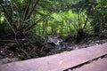 Narrow muddy path with boardwalk surrounded by green lush vegetation, fern leaves, trees in jungle