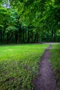 Narrow muddy path surrounded by grass in Haagse Bos, forest in T