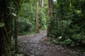 Narrow muddy path surrounded by green lush vegetation, fern leaves and tall trees in jungle