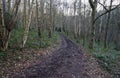 Narrow, muddy path through tall bare trees on a winter morning