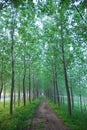 A narrow muddy road in woods