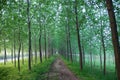 A narrow muddy road in woods