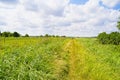 Narrow path between reed beds across the Norfolk countryside