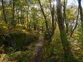 Narrow path between the trees on an autumn morning