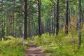 Narrow path in the autumn forest Royalty Free Stock Photo