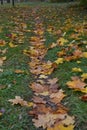 Narrow path in autumn park covered with yellow leaves