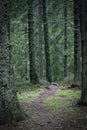 Narrow path in dark forest