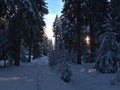 Narrow path in deep snow with footprints leading through forest of snow-covered trees near Freudenstadt, Germany in Black Forest. Royalty Free Stock Photo