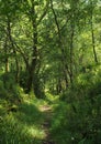 Narrow path through dense woodland with vibrant green sunlit forest trees