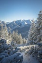 Narrow path down the hill with coniferous forest Royalty Free Stock Photo