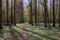 Narrow path through early spring forest Royalty Free Stock Photo