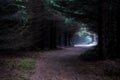 Narrow Path Through Foggy Mysterious Forest