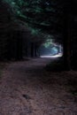 Narrow Path Through Foggy Mysterious Forest Royalty Free Stock Photo