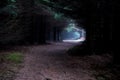 Narrow Path Through Foggy Mysterious Forest