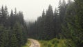 Narrow path in the forest.