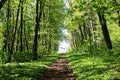 Narrow path in forest old mansion