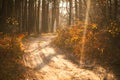 path in the forest at sunset. Warm sun light passes through tall pine trees in the woods. Dense autumn forest background Royalty Free Stock Photo