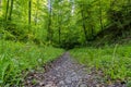 narrow path in the green forest Royalty Free Stock Photo