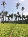 Narrow path leading through rice fields and coconut plantations