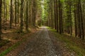 Narrow path lit by soft spring sunlight. Forest spring nature. Spring forest natural landscape with forest trees