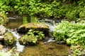 Narrow path lit by soft spring sunlight. Forest spring nature. Spring forest natural landscape with forest trees Royalty Free Stock Photo