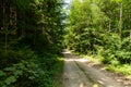 Narrow path lit by soft spring sunlight. Forest spring nature. Spring forest natural landscape with forest trees Royalty Free Stock Photo