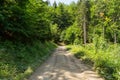 Narrow path lit by soft spring sunlight. Forest spring nature. Spring forest natural landscape with forest trees Royalty Free Stock Photo