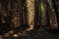 Narrow path lit by soft spring sunlight. Forest spring nature. Spring forest natural landscape with forest trees Royalty Free Stock Photo